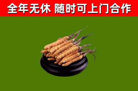 温县烟酒回收冬虫夏草.jpg