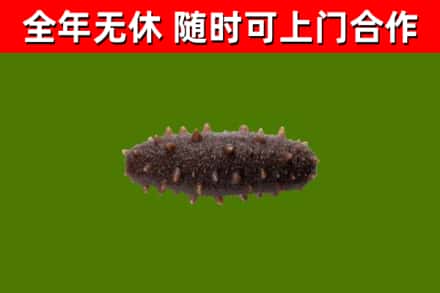 温县烟酒回收干海参.jpg